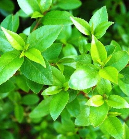 Aristotelia Abigail Gordon