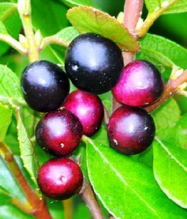 5x Wineberry X Abigail Gordon - $5.99 each