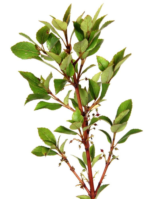 Aristotelia Abigail Gordon