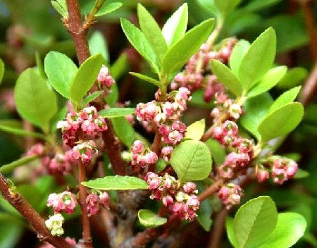 5x Wineberry X Abigail Gordon - $5.99 each