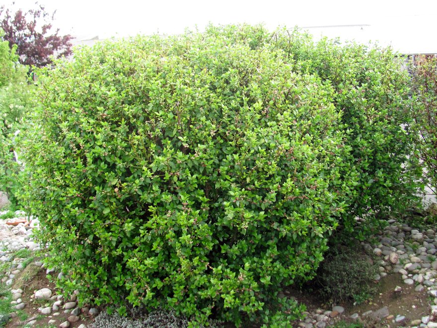 5x Wineberry X - Aunt Nell - $5.99 each