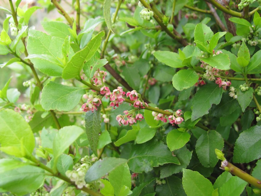 Aristotelia Aunt Nell