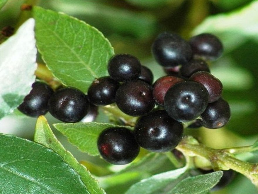 5x Wineberry X - Aunt Nell - $5.99 each