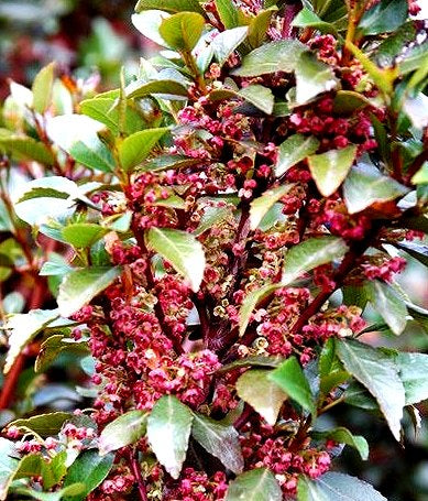 5x Wineberry X -  Rosie Buckingham - $5.99 each