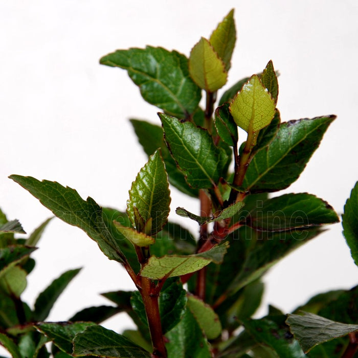 Aristotelia Rosie Buckingham