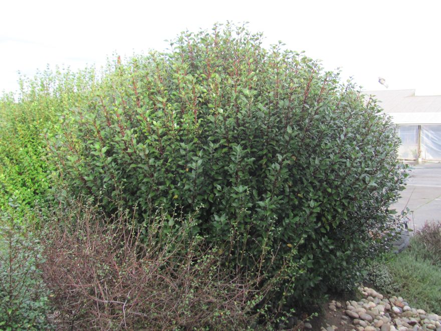 5x Wineberry X -  Rosie Buckingham - $5.99 each