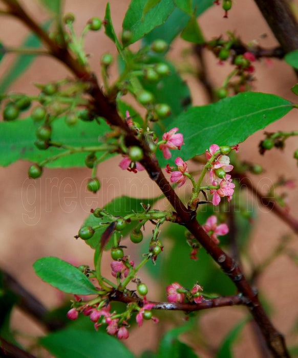 Aristotelia Rosie Buckingham
