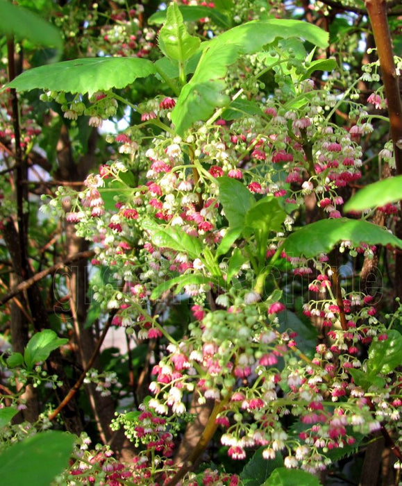 5x Wineberry - $5.99 each
