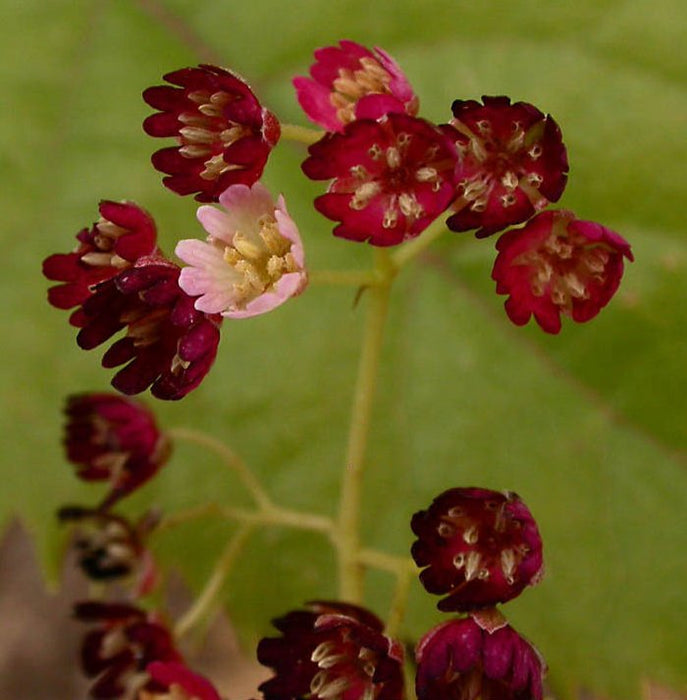5x Wineberry - $5.99 each
