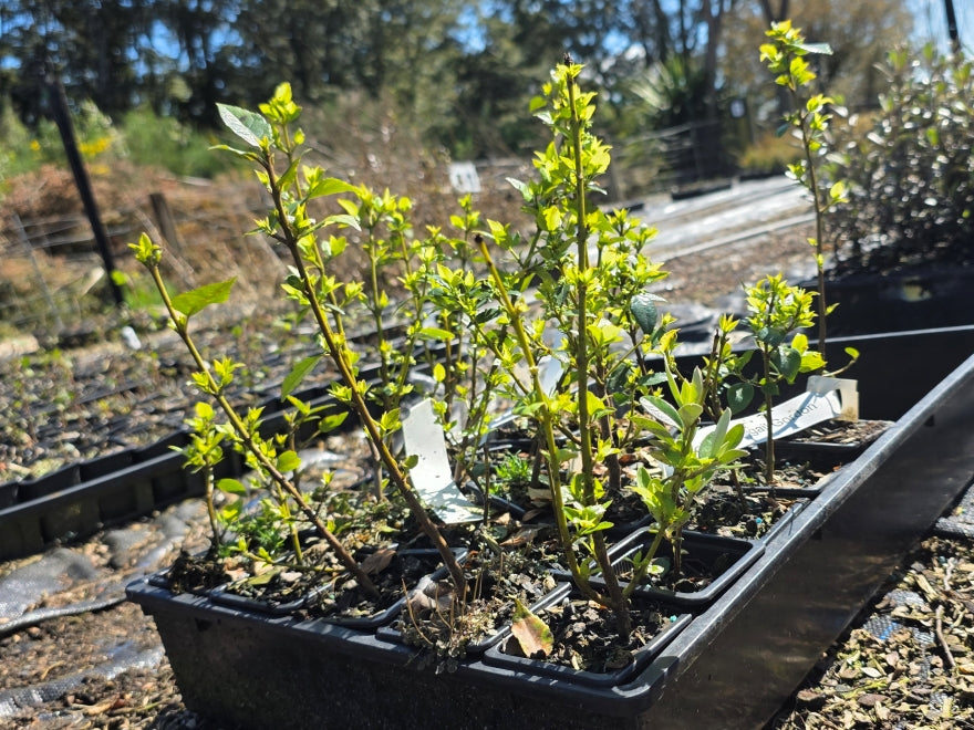 10x Aristotelia Abigail Gordon - $1.99 each