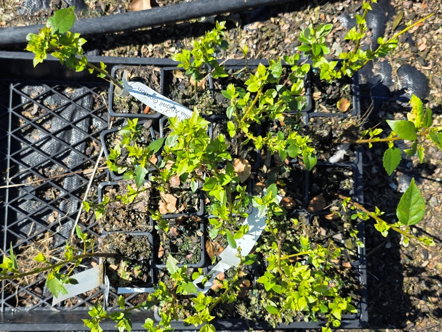 10x Aristotelia Abigail Gordon - $1.99 each