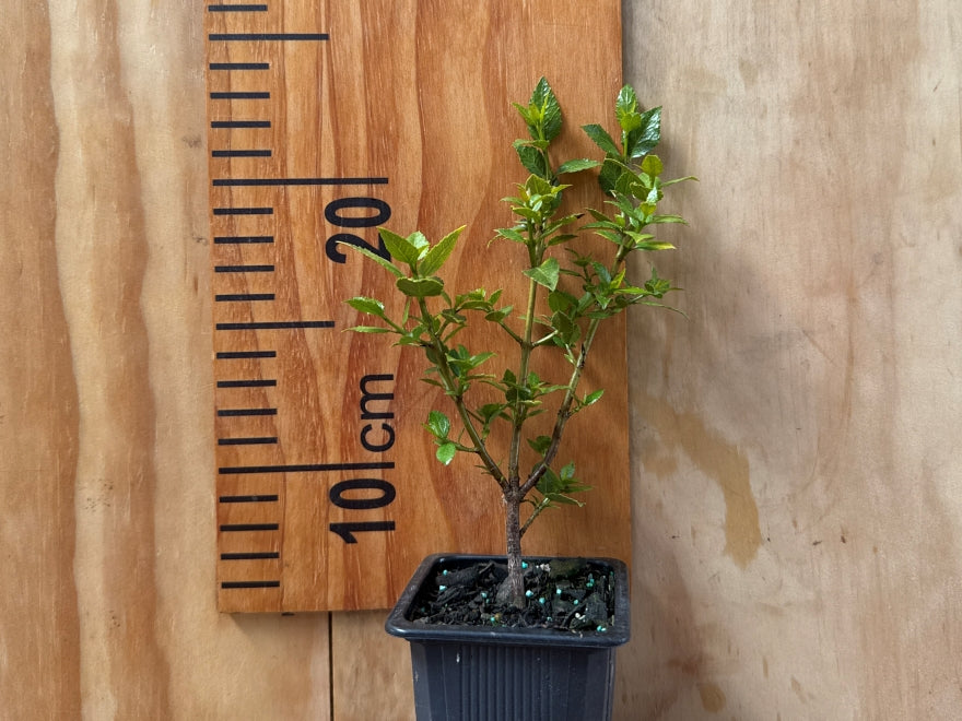 Aristotelia Aunt Nell