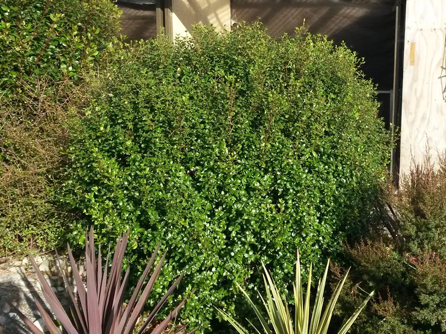 5x Aristotelia Kingsley Butler - $5.99 each