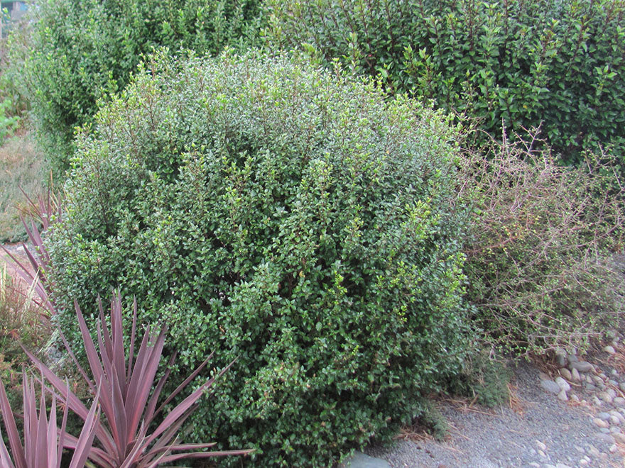 100x Aristotelia Kingsley Butler - $3.99 each