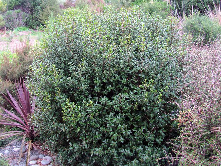 5x Aristotelia Kingsley Butler - $5.99 each