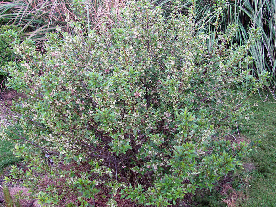 5x Aristotelia Kingsley Butler - $5.99 each