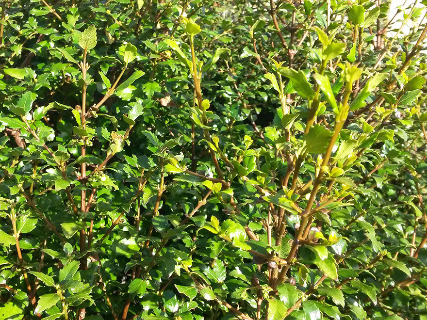 100x Aristotelia Kingsley Butler - $3.99 each