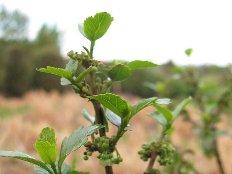 25x Wineberry X Kingsley Butler - $4.99 each