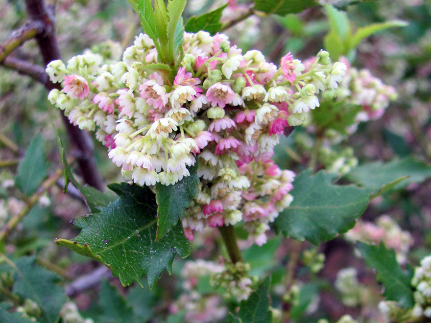 100x Aristotelia Kingsley Butler - $3.99 each