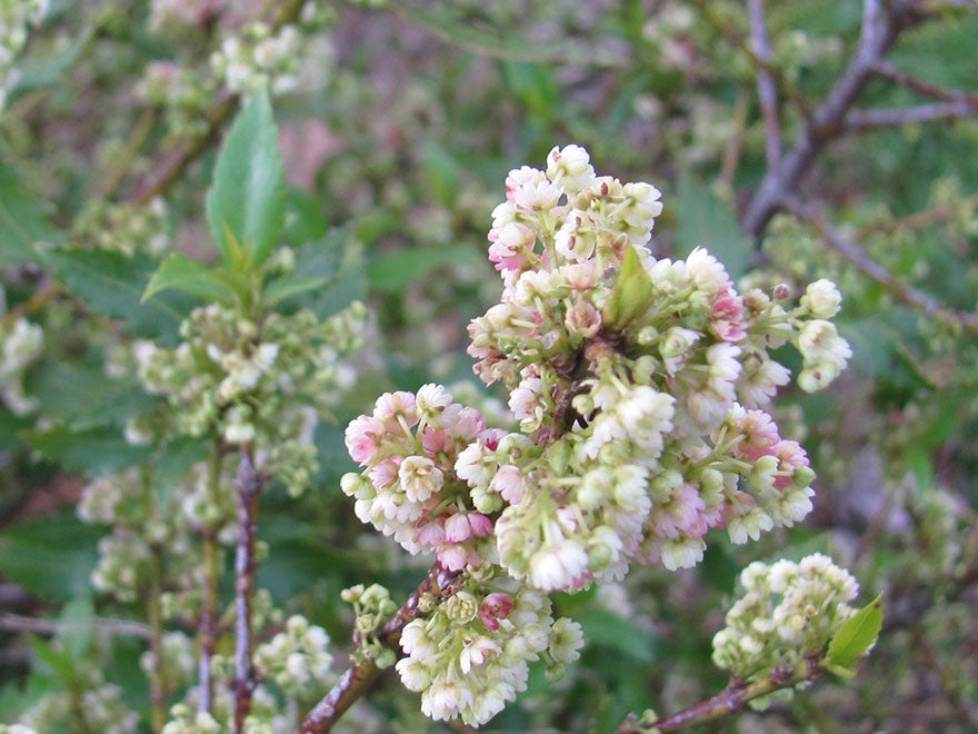 5x Aristotelia Kingsley Butler - $5.99 each