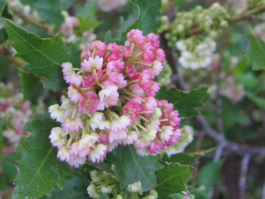 5x Aristotelia Kingsley Butler - $5.99 each