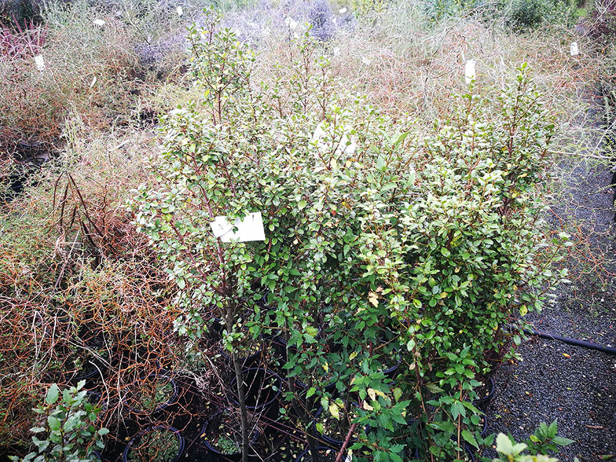 Aristotelia Kingsley Butler