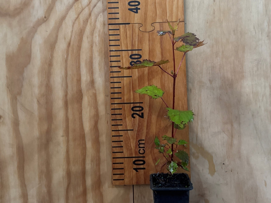 5x Wineberry - $5.99 each