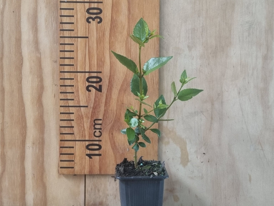 5x Wineberry X Abigail Gordon - $5.99 each