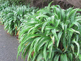 5x Renga Renga Lilies - $5.99 each