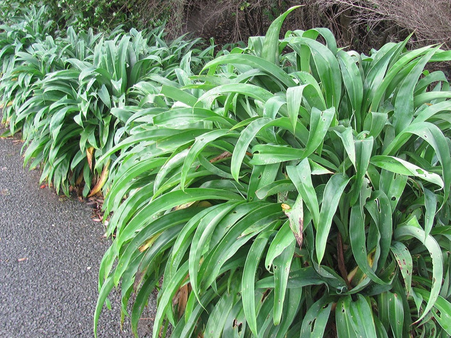 100x Renga Renga Lilies - $2.99 each