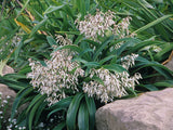 10x Renga Renga Lilies - $1.99 each
