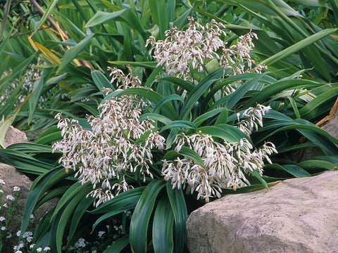 10x Renga Renga Lilies - $1.99 each