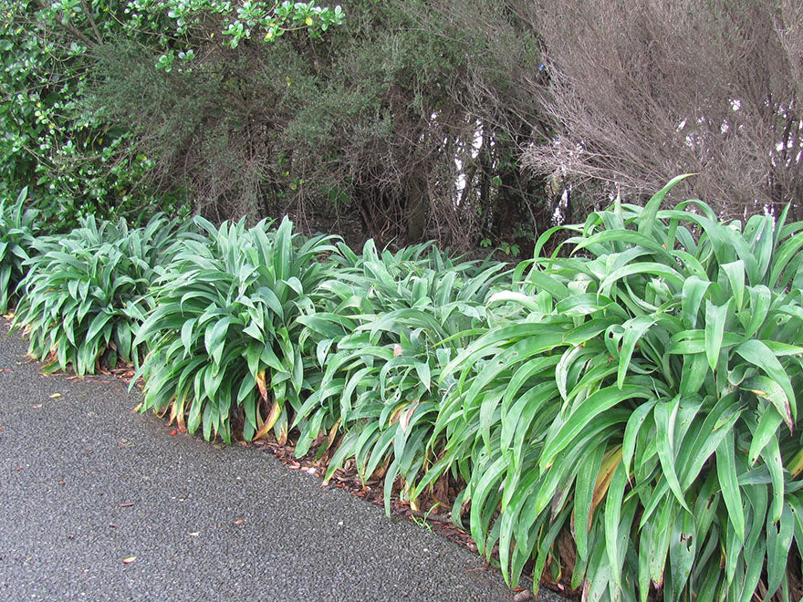 22x Low Growing Driveway Collection