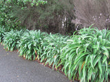 10x Renga Renga Lilies - $1.99 each