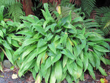 10x Renga Renga Lilies - $1.99 each