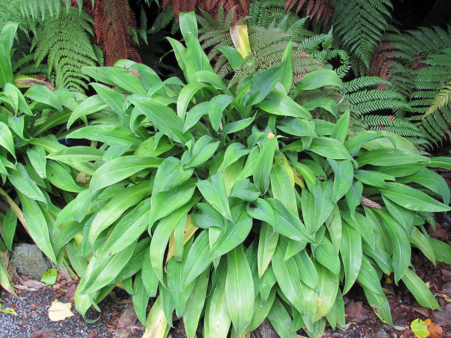 22x Low Growing Driveway Collection