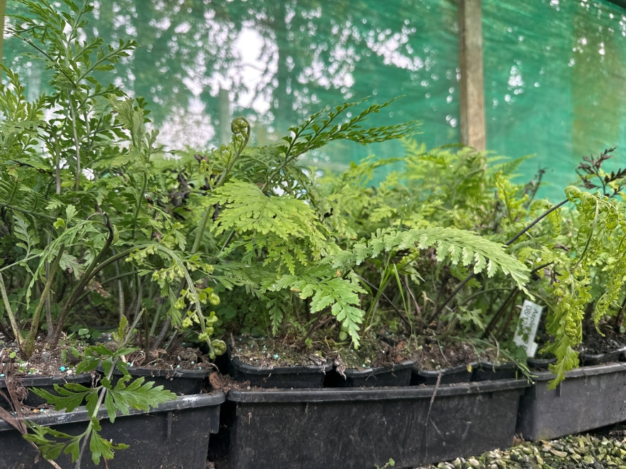 5x Hen & Chicken Fern - $1.99 each