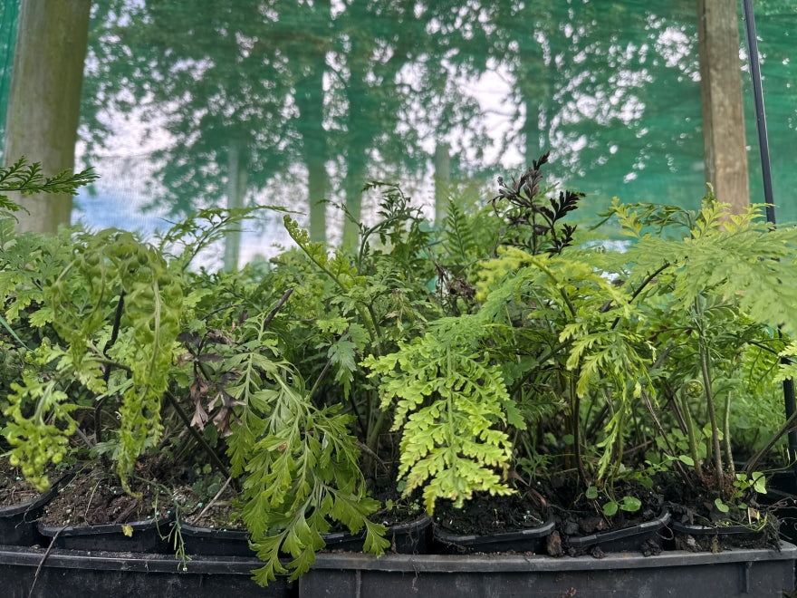 5x Hen & Chicken Fern - $1.99 each