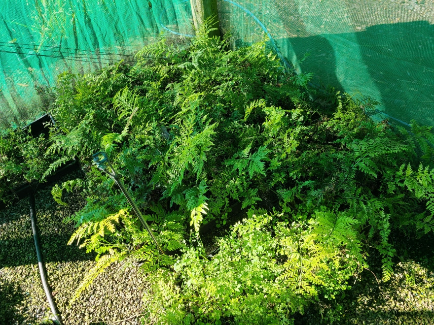 5x Hen & Chicken Fern - $1.99 each