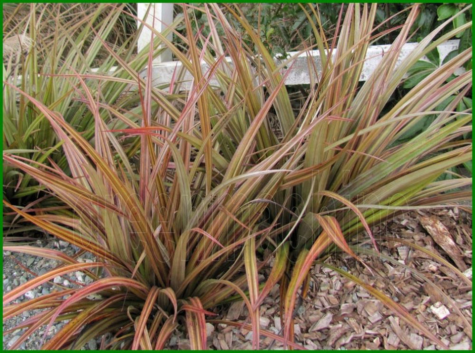 5x Astelia Westland - $13.99 each