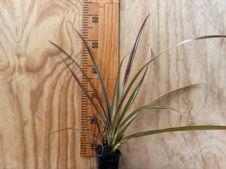 5x Astelia Westland - $13.99 each