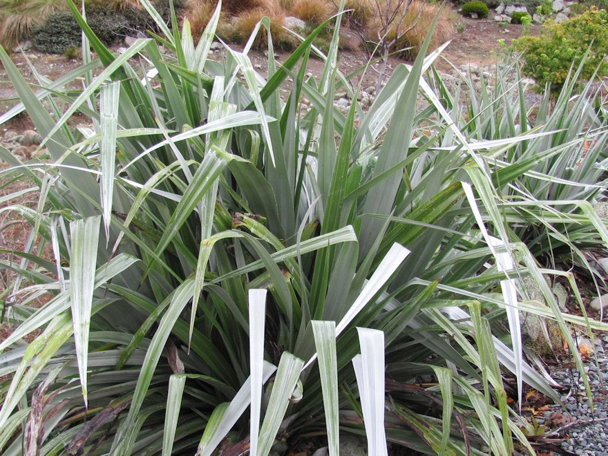 Astelia Chathamica
