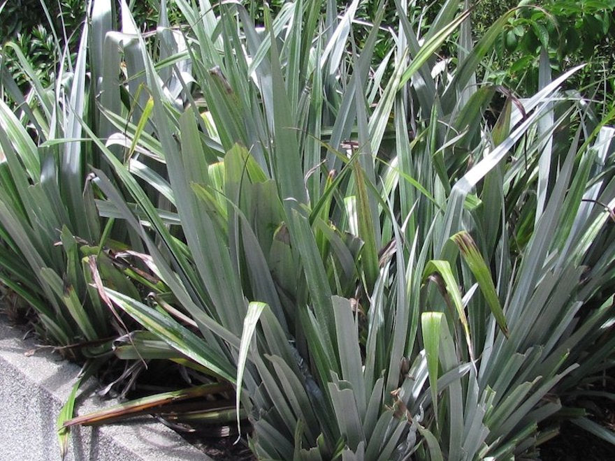 Astelia Chathamica