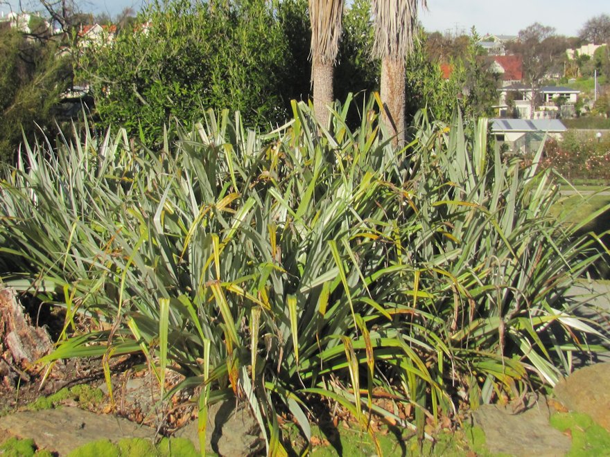 Astelia Chathamica