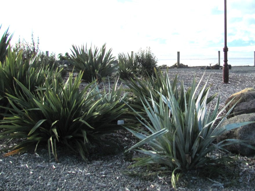 Astelia Chathamica