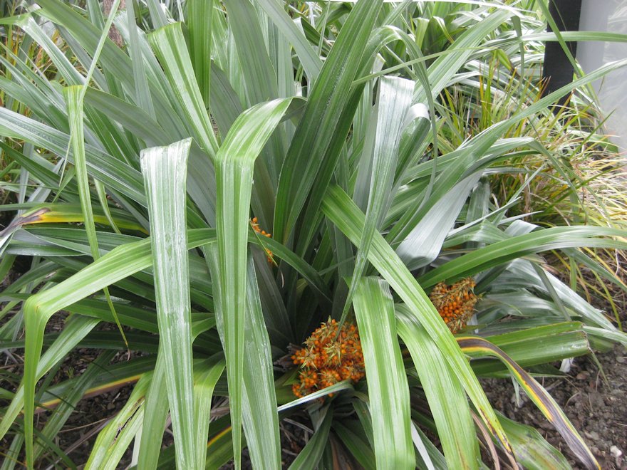 Astelia Chathamica