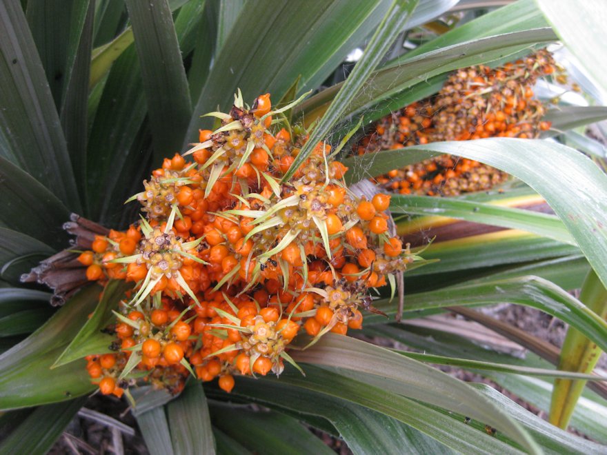Astelia Chathamica