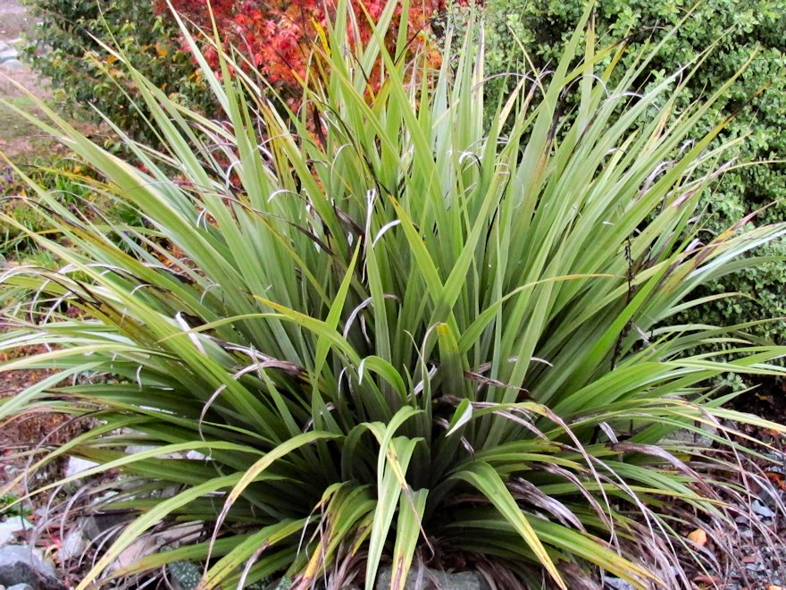 5x Astelia Fragrans - $12.99 each