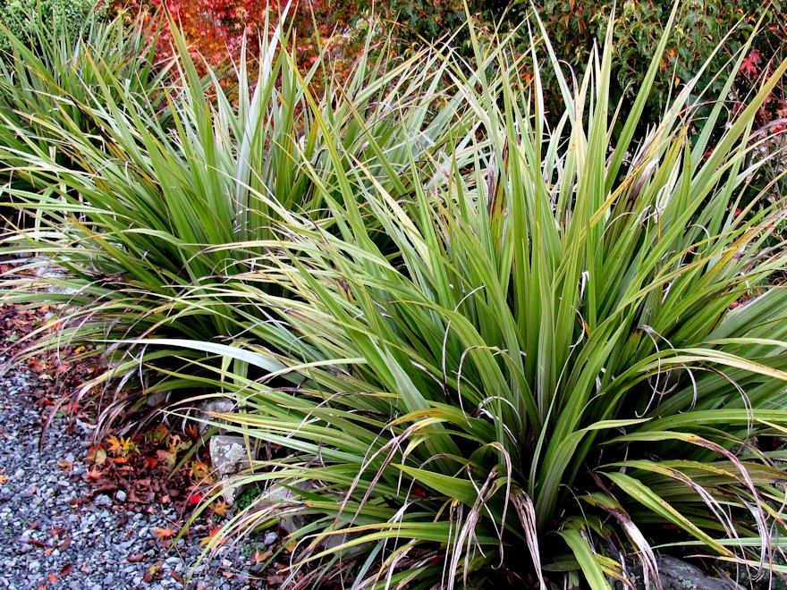 5x Astelia Fragrans - $12.99 each