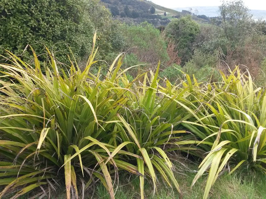 5x Astelia Fragrans - $12.99 each